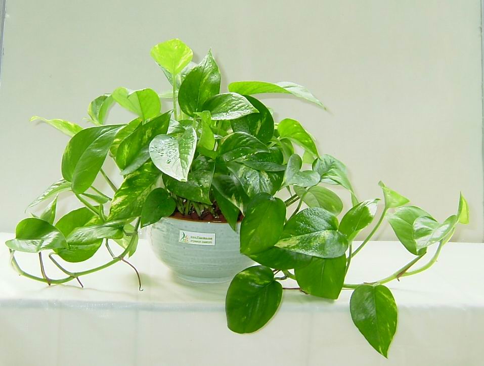 2019126918274492526.jpg 2019126918274492526.jpg