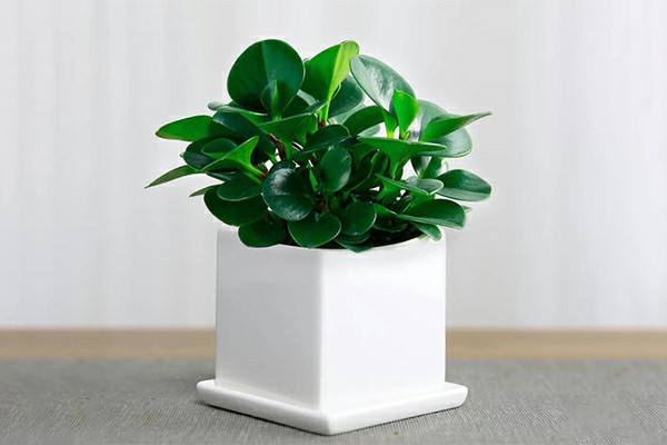 植物凈化分解 .jpg 植物凈化分解 .jpg