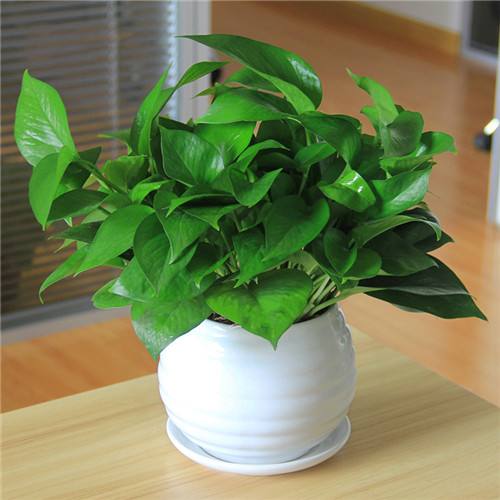 綠色植物.jpg 綠色植物.jpg