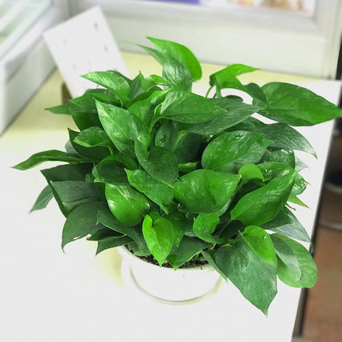 202042091942989322.jpg 202042091942989322.jpg