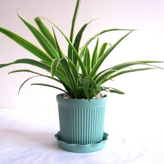 202042092012836612.jpg 202042092012836612.jpg